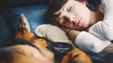 נשים ישנות טוב יותר לצד הכלב שלהן מאשר לצד הגבר שלהן וזה בדיוק למה