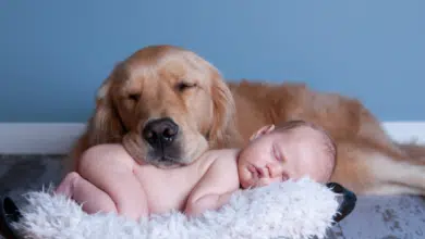 כלבים ותינוקות- היתרונות של חיות מחמד לחיזוק מערכת חיסון