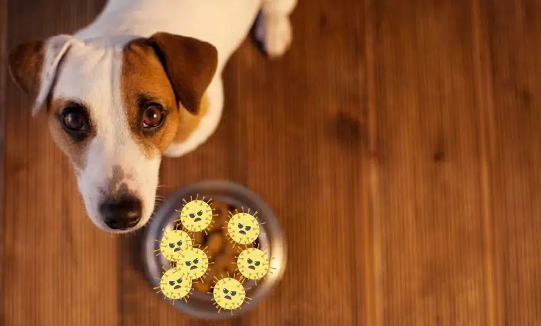 אוכל לכלבים | מדריך קצר לבחירה נכונה של אוכל לכלב שלכם