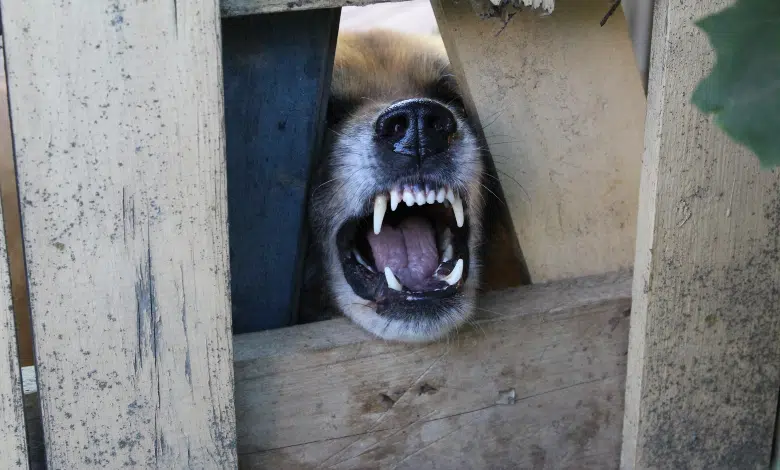 5 הכלבים הכי מסוכנים שיש! דוגו ארגנטינאי, אמסטף ועוד