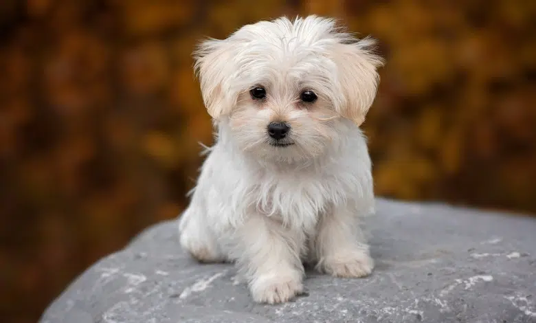 כלב פומרניין וחבריו הקטנטנים - בואו להכיר את ה5 הכי חמודים