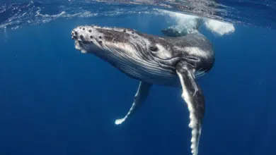 לוויתנים - הטורפים הכי גדולים בעולם