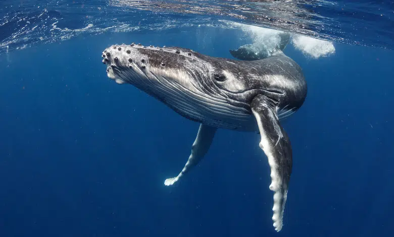 לוויתנים - הטורפים הכי גדולים בעולם