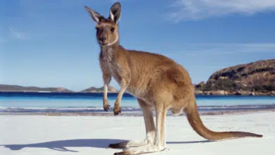 אוסטרליה היבשת עם מגוון החיות הכי מעניינות בעולם