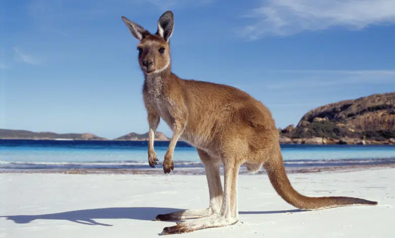 אוסטרליה היבשת עם מגוון החיות הכי מעניינות בעולם