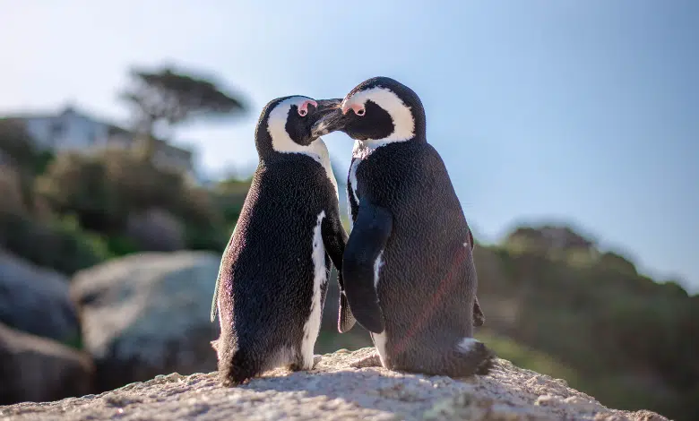 פינגווינים מונוגמיים - קבלו דוגמא ל-5 חיות מונוגמיות בטבע