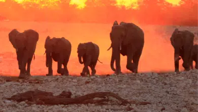 תאו או פילים מי הכי גדול באפריקה? בואו להכיר את 5 הגדולים