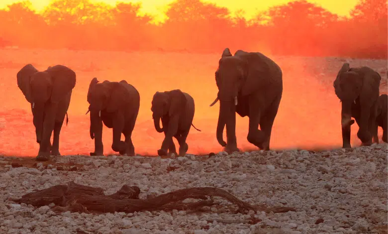 תאו או פילים מי הכי גדול באפריקה? בואו להכיר את 5 הגדולים
