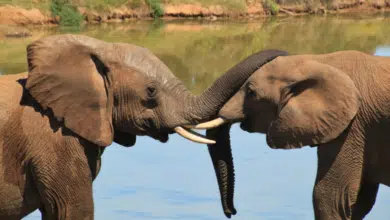 פילים בכל הסוגים - בואו ללמוד על היונק הכי גדול ביבשה