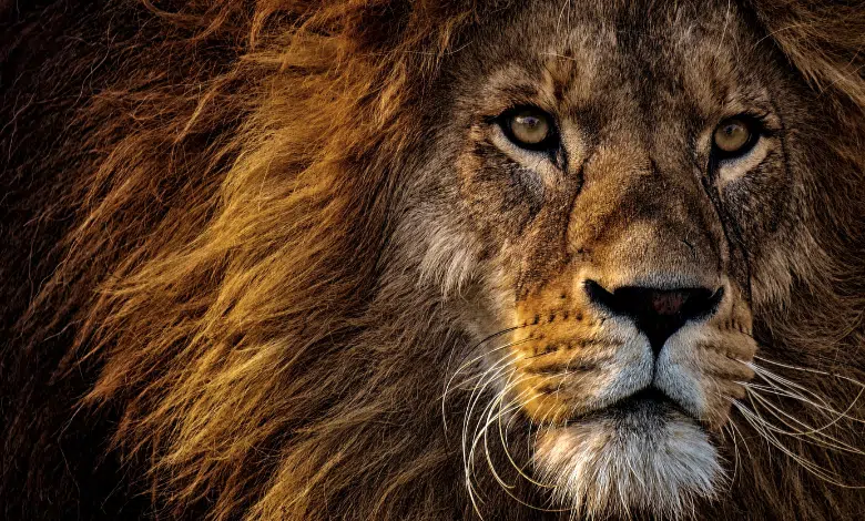 מלך האריות במבי ועוד - בואו להיזכר בסרטי החיות האהובים
