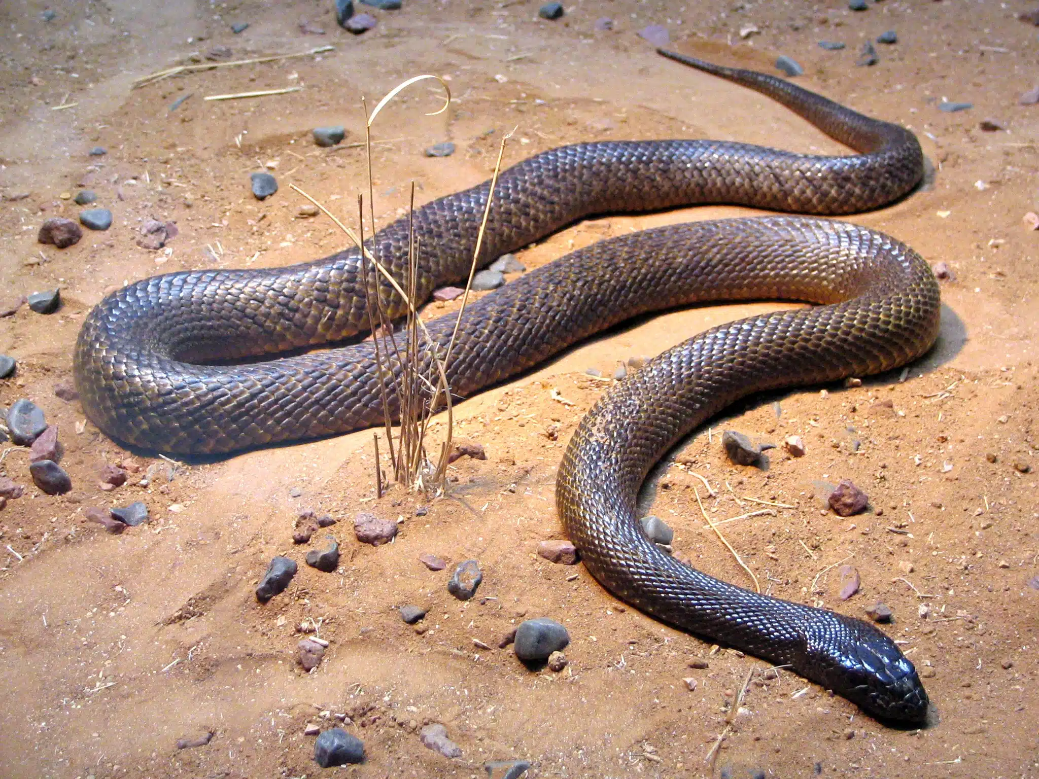 מה הנחש הכי ארסי בעולם ובישראל? - רשימת 8 הנחשים הארסיים ביותר