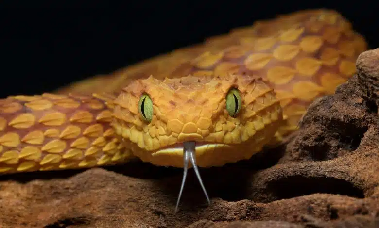 מה הנחש הכי ארסי בעולם ובישראל? - רשימת 8 הנחשים הארסיים ביותר